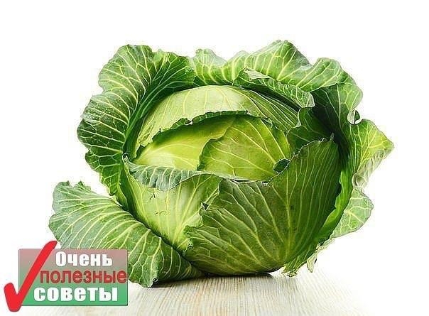 От кашля - лист капусты на грудь От кашля - лист капусты на грудь