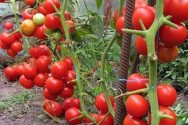 Помощники садовода из аптеки.