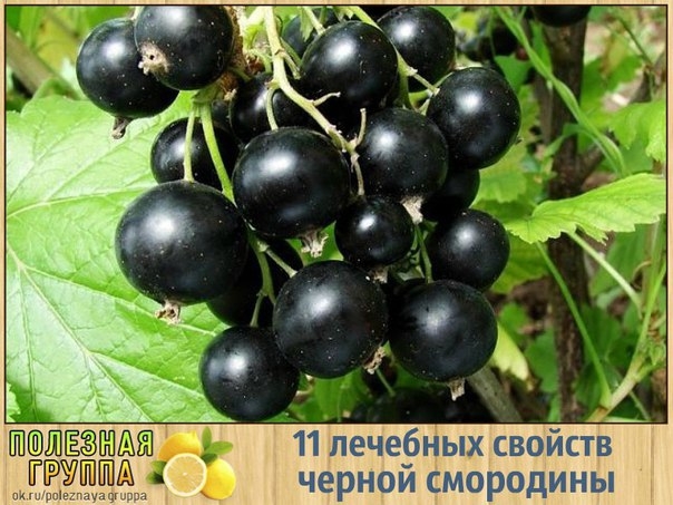 11 лечебных свойств черной смородины 11 лечебных свойств черной смородины
