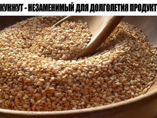 КУНЖУТ - НЕЗАМЕНИМЫЙ ДЛЯ ДОЛГОЛЕТИЯ ПРОДУКТ КУНЖУТ - НЕЗАМЕНИМЫЙ ДЛЯ ДОЛГОЛЕТИЯ ПРОДУКТ