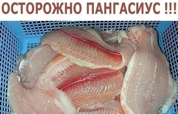 ОСТОРОЖНО ПАНГАСИУС !!! — НЕ ЕШЬТЕ ЭТУ РЫБУ! ОСТОРОЖНО ПАНГАСИУС !!! — НЕ ЕШЬТЕ ЭТУ РЫБУ!