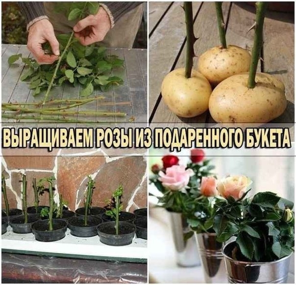 ВЫРАЩИВАЕМ РОЗУ ИЗ КАРТОШКИ ВЫРАЩИВАЕМ РОЗУ ИЗ КАРТОШКИ