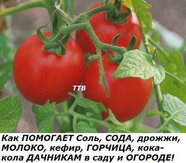 Как ПОМОГАЕТ Соль, СОДА, дрожжи, МОЛОКО, кефир, ГОРЧИЦА, кока-кола ДАЧНИКАМ в саду и ОГОРОДЕ Как ПОМОГАЕТ Соль, СОДА, дрожжи, МОЛОКО, кефир, ГОРЧИЦА, кока-кола ДАЧНИКАМ в саду и ОГОРОДЕ