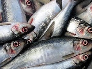 Сельдь: кулинарные советы Сельдь: кулинарные советы