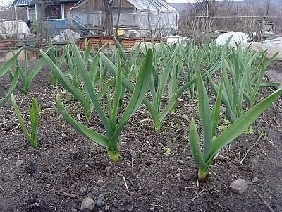 ЧЕСНОК - САЖАЕМ ВЕСНОЙ ЧЕСНОК - САЖАЕМ ВЕСНОЙ