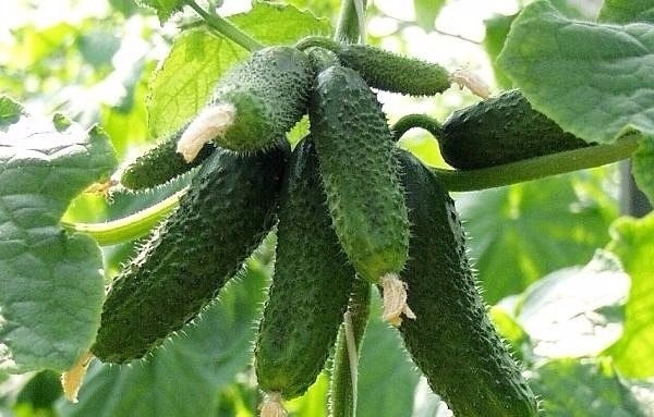 КАК ПОЛУЧАТЬ 20-25 РАННИХ ОГУРЦОВ С КУСТА! КАК ПОЛУЧАТЬ 20-25 РАННИХ ОГУРЦОВ С КУСТА!