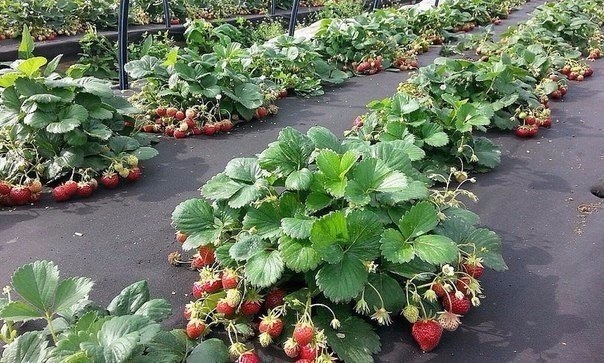 УВЕЛИЧИВАЕМ УРОЖАЙ КЛУБНИКИ НА 50%! УВЕЛИЧИВАЕМ УРОЖАЙ КЛУБНИКИ НА 50%!