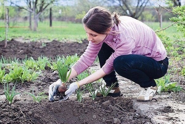 КОГДА НЕЛЬЗЯ САЖАТЬ и СЕЯТЬ - Народные приметы для садоводов-огородников! КОГДА НЕЛЬЗЯ САЖАТЬ и СЕЯТЬ - Народные приметы для садоводов-огородников!