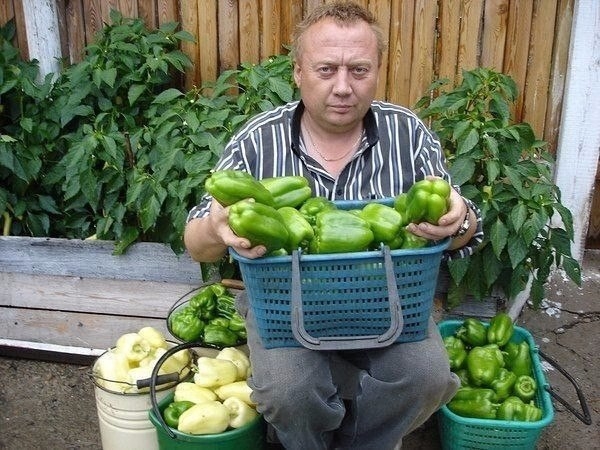 10 ошибок, которые лишают вас больших урожаев сладкого перца