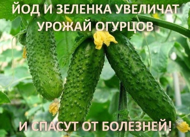 ЙОД И ЗЕЛЕНКА УВЕЛИЧАТ УРОЖАЙ ОГУРЦОВ И СПАСУТ ОТ БОЛЕЗНЕЙ! ЙОД И ЗЕЛЕНКА УВЕЛИЧАТ УРОЖАЙ ОГУРЦОВ И СПАСУТ ОТ БОЛЕЗНЕЙ!