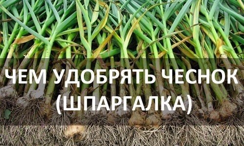 5 ОСОБЕННОСТЕЙ ВНЕСЕНИЯ УДОБРЕНИЯ ДЛЯ ЧЕСНОКА 5 ОСОБЕННОСТЕЙ ВНЕСЕНИЯ УДОБРЕНИЯ ДЛЯ ЧЕСНОКА