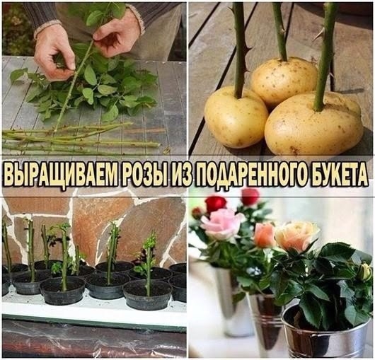 Не спешите выбрасывать букет
