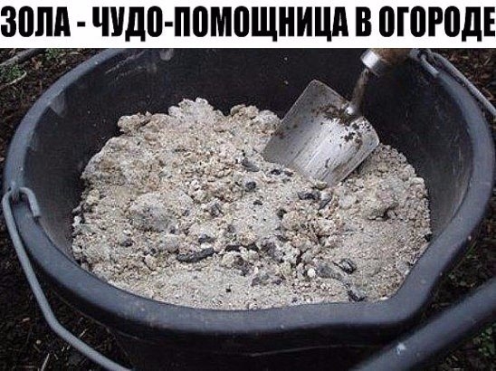 ЗОЛА - чудо-помощница в огороде