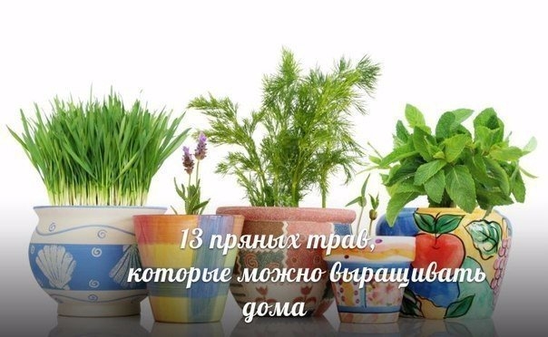 13 пряных трав, которые можно выращивать дома 13 пряных трав, которые можно выращивать дома