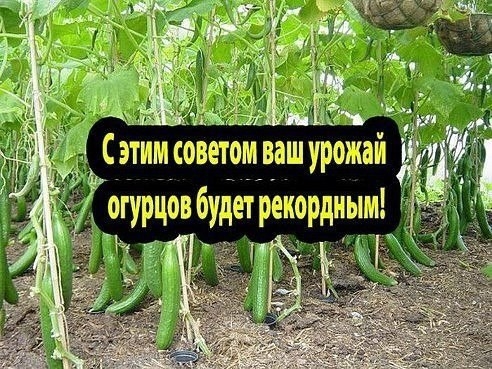 С ЭТИМ СОВЕТОМ ВАШ УРОЖАЙ ОГУРЦОВ БУДЕТ РЕКОРДНЫМ! С ЭТИМ СОВЕТОМ ВАШ УРОЖАЙ ОГУРЦОВ БУДЕТ РЕКОРДНЫМ!