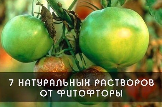 ФИТОФТОРА: КАК ИЗБАВИТЬ ТОМАТЫ ОТ ЗЛОСТНОГО НЕДУГА▼ ФИТОФТОРА: КАК ИЗБАВИТЬ ТОМАТЫ ОТ ЗЛОСТНОГО НЕДУГА▼