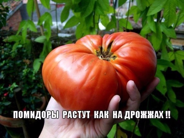 ЧТОБЫ ПОМИДОРЧИКИ РОСЛИ КРУПНЫМИ! ЧТОБЫ ПОМИДОРЧИКИ РОСЛИ КРУПНЫМИ!
