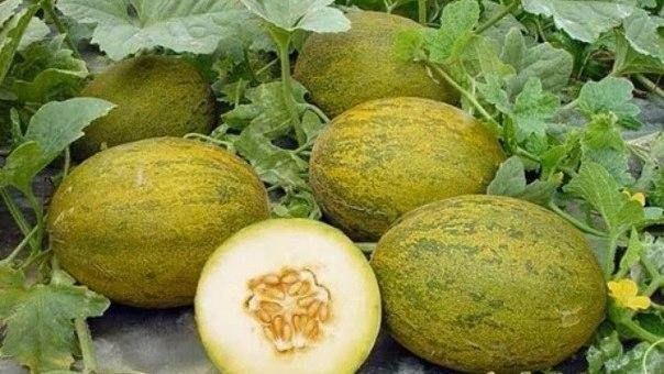 ПЯТЬ ХИТРОСТЕЙ ДЛЯ БОГАТОГО УРОЖАЯ БАХЧИ! ПЯТЬ ХИТРОСТЕЙ ДЛЯ БОГАТОГО УРОЖАЯ БАХЧИ!