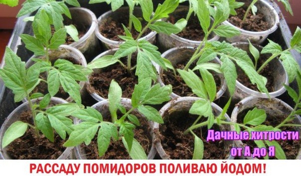 И СНОВА ПРО ЙОД И СНОВА ПРО ЙОД