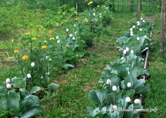 Яичная скорлупа в помощь огороднику- защита от болезней и вредителей Яичная скорлупа в помощь огороднику- защита от болезней и вредителей