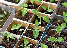 ПОДКОРМКА ДЛЯ РАССАДЫ ПЕРЦА ПОДКОРМКА ДЛЯ РАССАДЫ ПЕРЦА