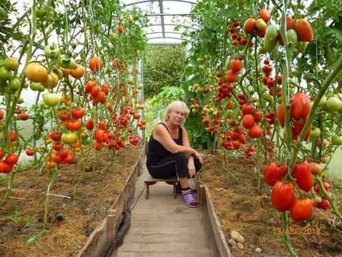 ОШИБКИ, МЕШАЮЩИЕ ВАШЕМУ ТОМАТУ РАСТИ ОШИБКИ, МЕШАЮЩИЕ ВАШЕМУ ТОМАТУ РАСТИ