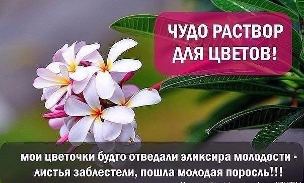 ЧУДО-РАСТВОР ДЛЯ КОМНАТНЫХ ЦВЕТОВ ЧУДО-РАСТВОР ДЛЯ КОМНАТНЫХ ЦВЕТОВ