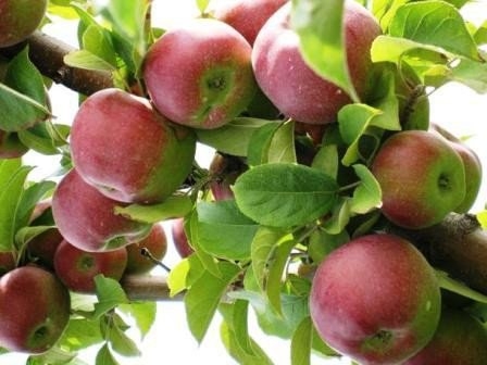 Какие продукты полезны осенью? Какие продукты полезны осенью?
