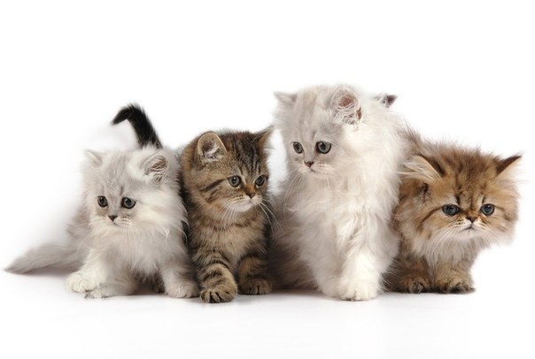 ЛЕЧИМСЯ... КОШКАМИ ЛЕЧИМСЯ... КОШКАМИ