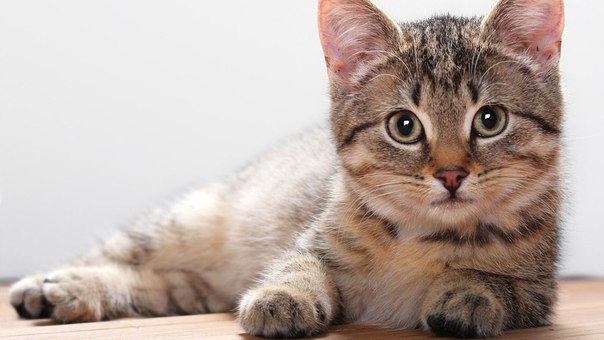 *Кошка &mdash; магическое животное*