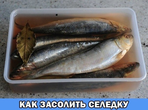 А какая получается вкуснятина… Больше никогда не покупаю магазинную соленую селедку! Скажу вам более А какая получается вкуснятина… Больше никогда не покупаю магазинную соленую селедку! Скажу вам более