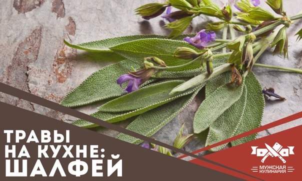 Травы на кухне: шалфей Травы на кухне: шалфей