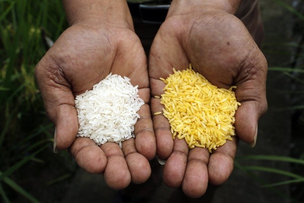 Golden Rice — это сорт искусственно созданного риса. Этот амбициозный проект по выведению генномодиф Golden Rice — это сорт искусственно созданного риса. Этот амбициозный проект по выведению генномодиф