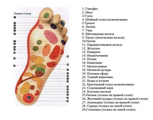 Массаж стоп оказывает стимулирующее воздействие не только на мышцы ног. Он благотворен для всего орг