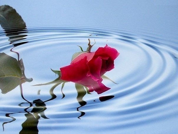 Как сделать, чтобы розы дольше стояли?