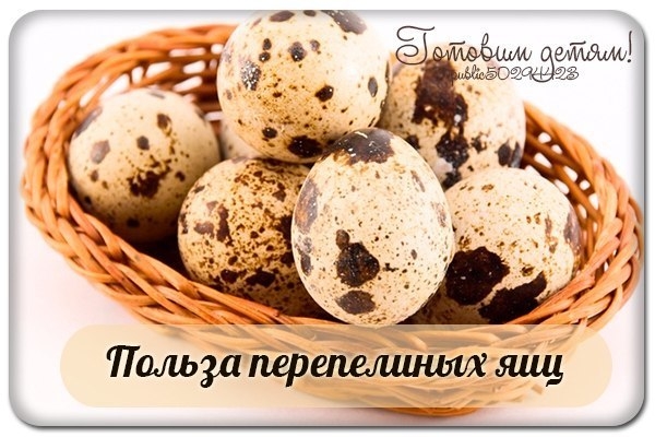 Польза перепелиных яиц Польза перепелиных яиц