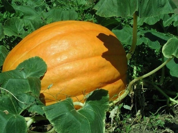Пюре из тыквы с черносливом
