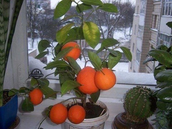 КАК ВЫРАСТИТЬ МАНДАРИН ИЗ КОСТОЧКИ В ДОМАШНИХ УСЛОВИЯХ - ИНСТРУКЦИЯ: