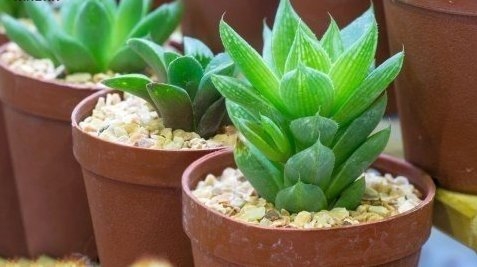Комнатные растения, которые очищают воздух в доме Комнатные растения, которые очищают воздух в доме