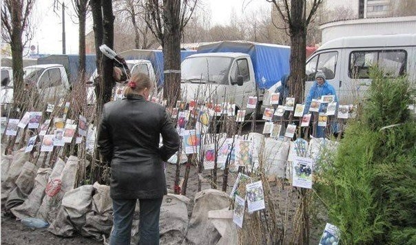 ЧТО НЕОБХОДИМО ЗНАТЬ ПРИ ПОКУПКЕ САЖЕНЦЕВ
