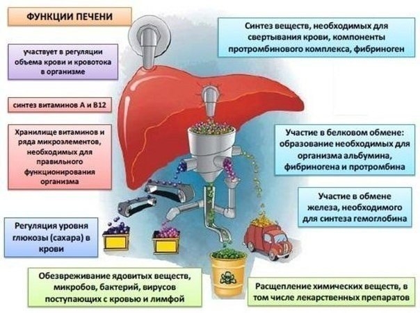 Печень - очень важный орган, к тому же в единственном числе, поэтому и заботиться о ней нужно правил