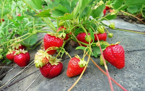 ПРАВИЛО 4 ГРЯДОК ДЛЯ КЛУБНИКИ