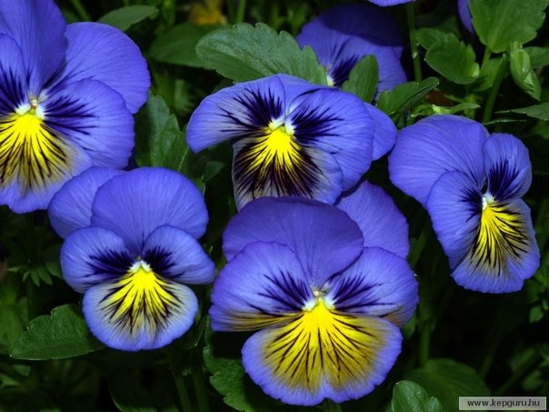 Анютины глазки — красиво, как в сказке!