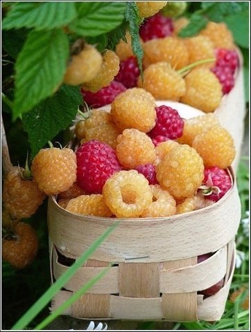 Малина желтая — зря не сажаете.