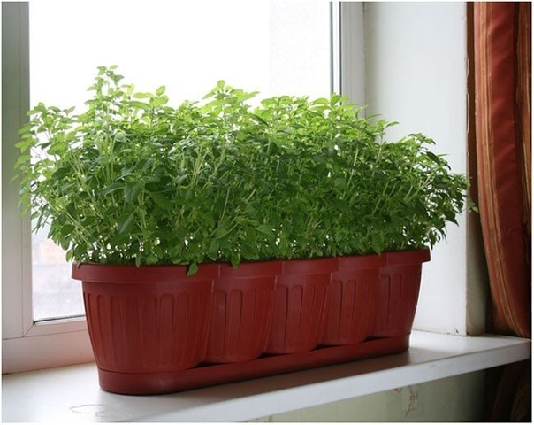 КАК ВЫРАСТИТЬ ПЕТРУШКУ НА ПОДОКОННИКЕ?