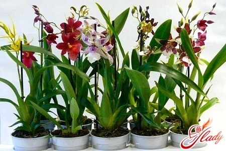 МИЛЬТОНИЯ – ЛАТИНОАМЕРИКАНСКИЙ КАРНАВАЛ У ВАС ДОМА!