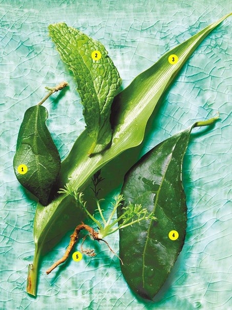 C чистого листа: травяные чаи для стройности и красоты