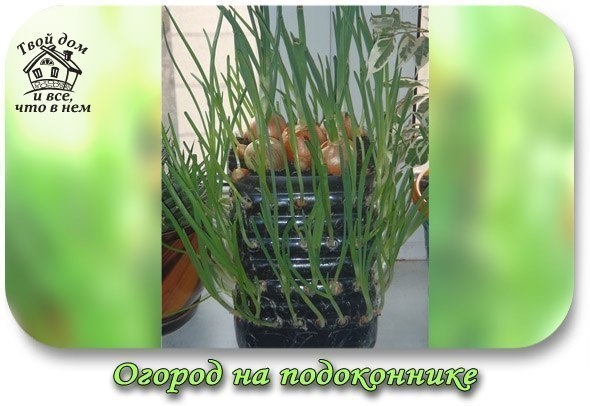 Огород на подоконнике. Делаем луковый домик.
