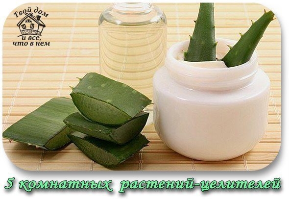 5 комнатных растений-целителей