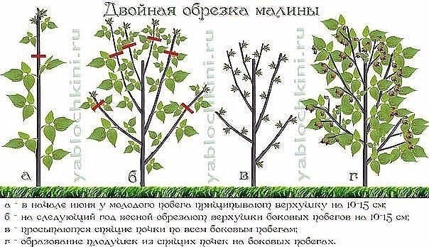 ДВОЙНАЯ ОБРЕЗКА МАЛИНЫ ПО СОБОЛЕВУ